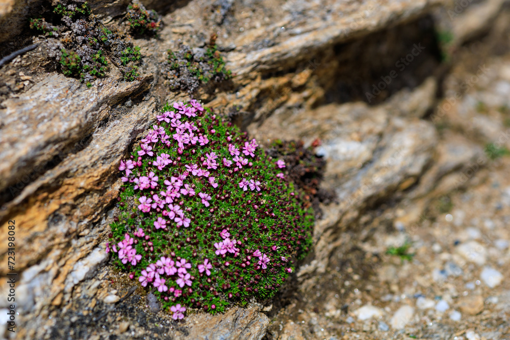 The pink Moss campion blooms in the Alps between the rocks