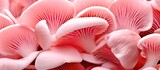 pink oyster mushrooms close up