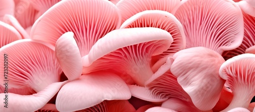 pink oyster mushrooms close up © dheograft