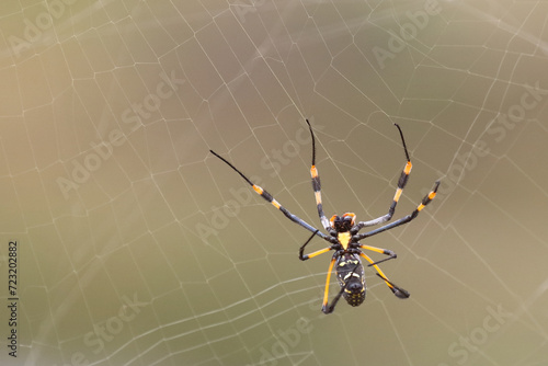 Afrikanische Seidenspinne / Banded-legged golden orb-web spider / Nephila senegalensis photo