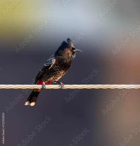 Bulbul redvented under the golden light photo