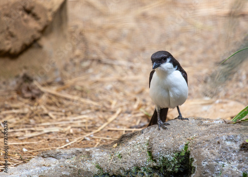 Northern Fiscal (Lanius humeralis) in Namibia photo