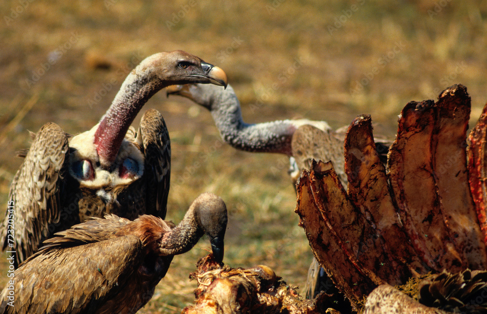 Obraz premium Vautour de Rüppell,.Gyps rueppelli , Rüppell's Vulture, Parc national du Serengeti, Tanzanie