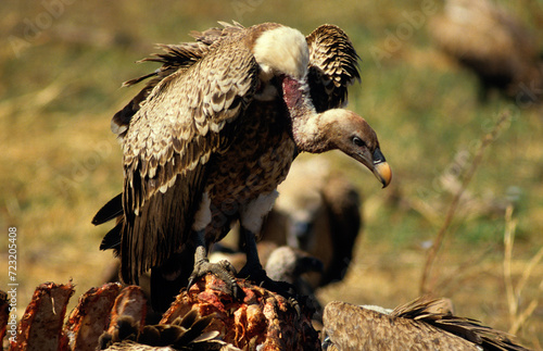 Vautour de Rüppell,.Gyps rueppelli , Rüppell's Vulture, Parc national du Serengeti, Tanzanie photo