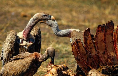 Vautour de Rüppell,.Gyps rueppelli , Rüppell's Vulture, Parc national du Serengeti, Tanzanie photo
