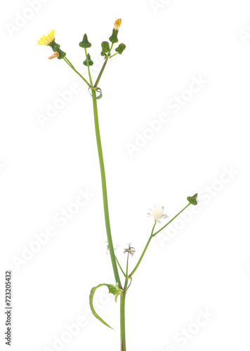 Common sowthistle isolated on white background, Sonchus oleraceus photo