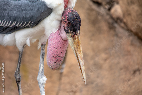 Marabou Stork (Leptoptilos crumenifer) in Tanzania photo