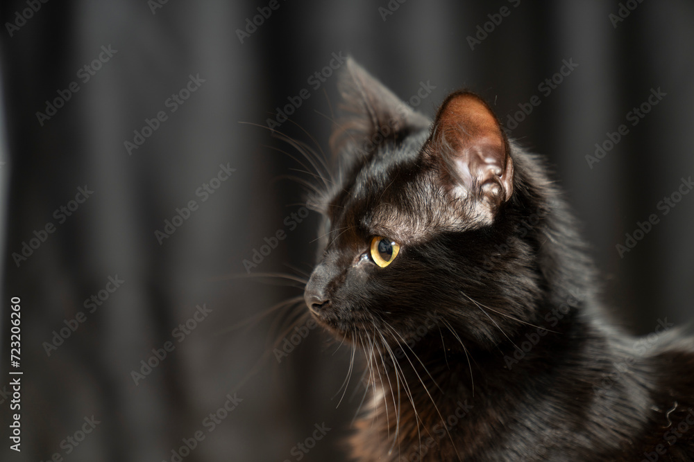 Pet portrait. beautiful black cat with yellow eyes and an attentive look, dark background. black cat portrait. black background. for backgrounds or articles that need a soft, fluffy, cute cat, cuddly