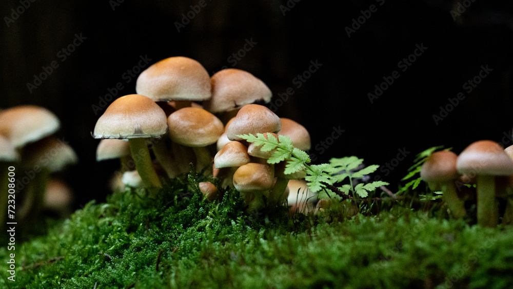 kleine braune Pilze und Farn vor schwarzem Grund kleine braune Pilze und Farn vor schwarzem Grund