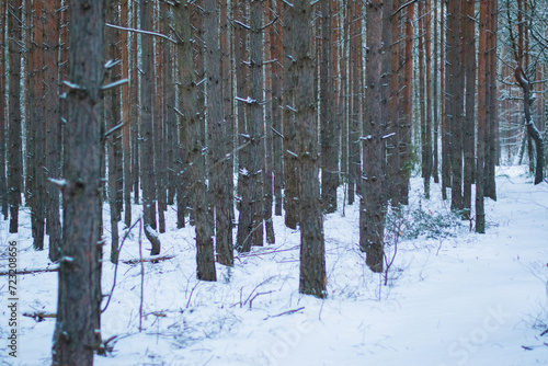 Fototapeta Naklejka Na Ścianę i Meble -  Zimowy las.