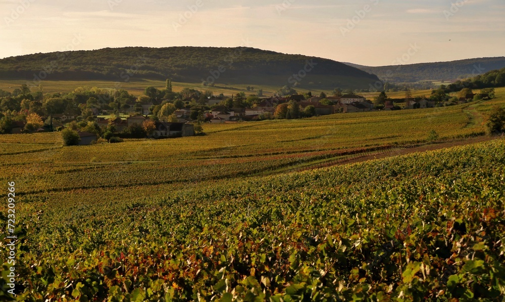 Vignoble Bourguignon en automne.
