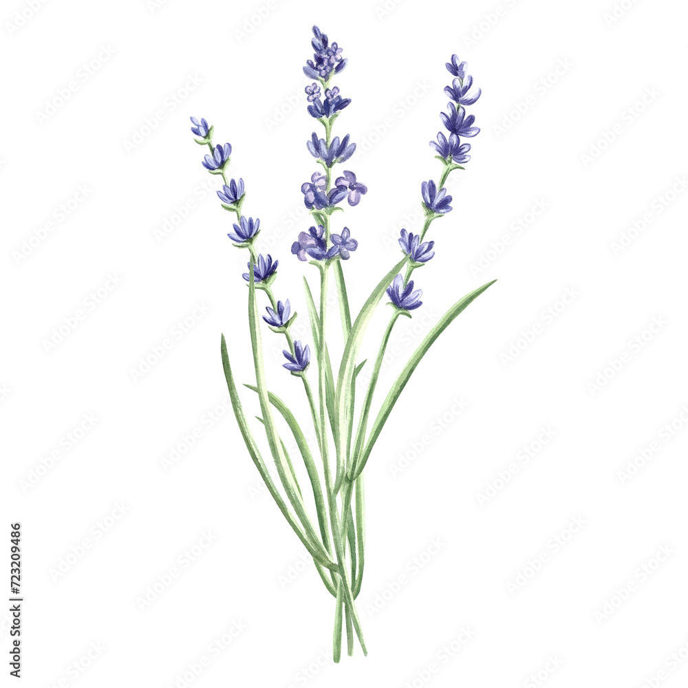 Naklejka premium Lavender flowers bunch purple, watercolor illustration. Isolated hand drawn Provence floral bouquet. Botanical drawing template for card, printing packaging or tableware, textile, sticker, embroidery