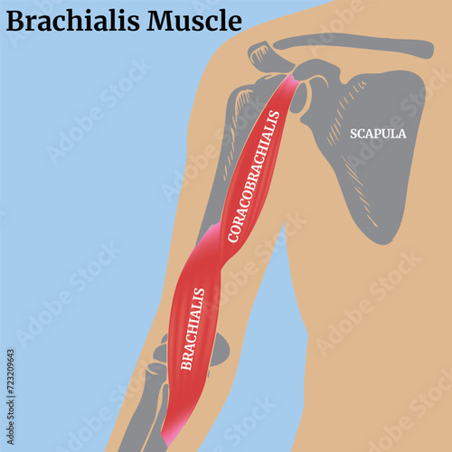 Brachial muscle. Medical poster with a human torso and bones of the shoulder girdle. Vector illustration photo