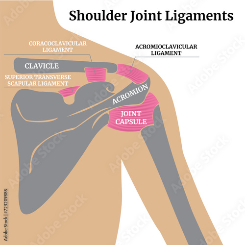 Medical poster with human shoulder girdle. The structure of the shoulder ligaments. Vector illustration