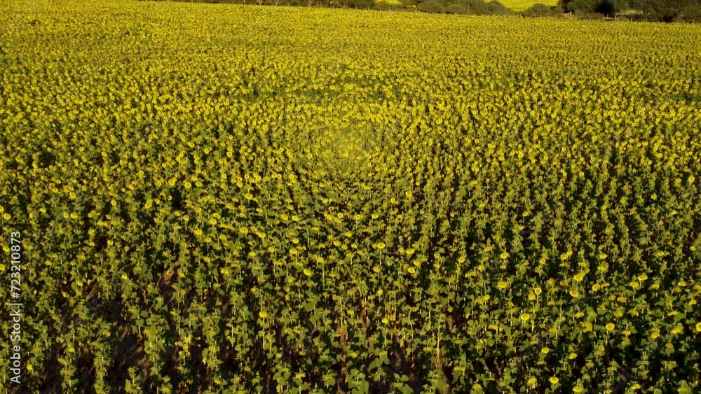 camara asciende sobre una grán extension de campo sembrado con girasoles camara asciende sobre una grán extension de campo sembrado con girasoles