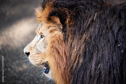 Fototapeta Naklejka Na Ścianę i Meble -  portrait eines stolzen Löwen