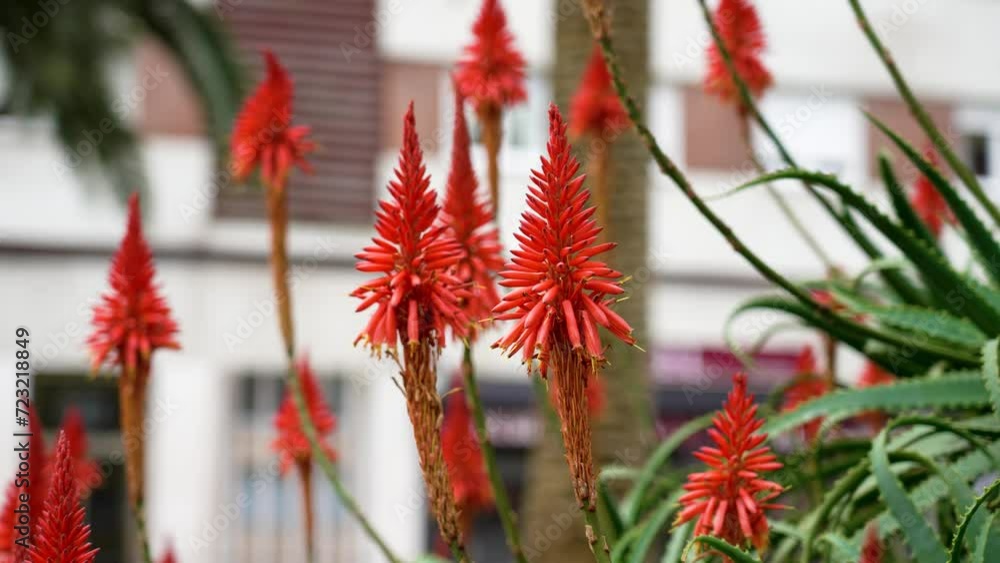Aloe vera red flower blooming with succulent leaves in city park close up Aloe vera red flower blooming with succulent leaves in city park close up