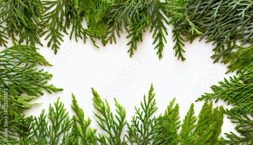 botanical frame of green thuja branches isolated on a white background