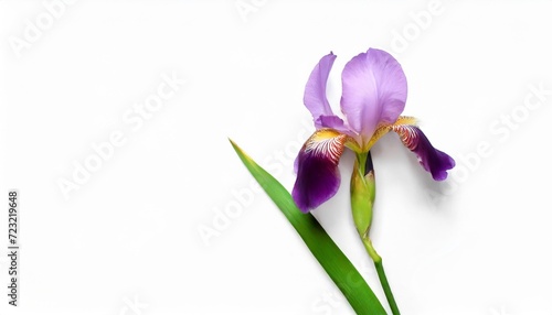 blooming iris flower isolated on white background summer spring flat lay top view love valentine s day