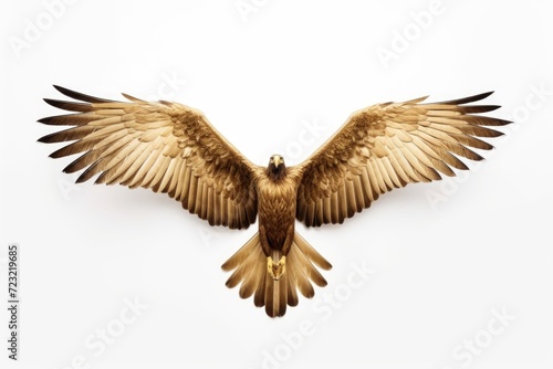 A majestic bird of prey soaring through the sky. Perfect for nature enthusiasts and wildlife photographers