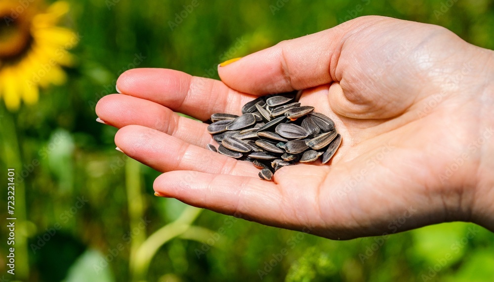 human hand with seeds and mountain spermophilus close up eating sunflower seeds on the grass in the meadow