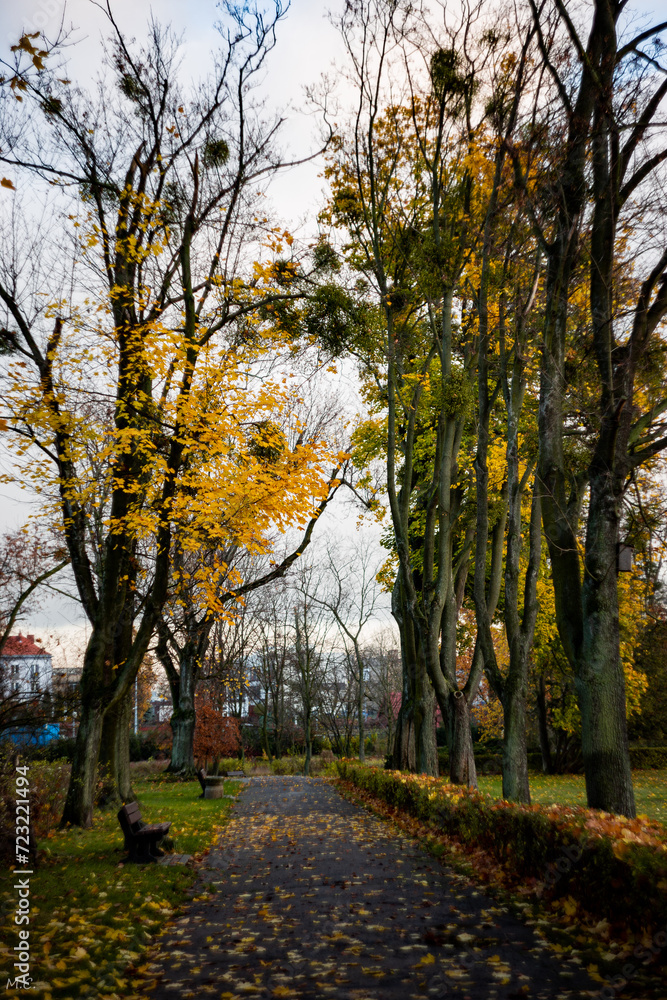 Fototapeta premium autumn in the park