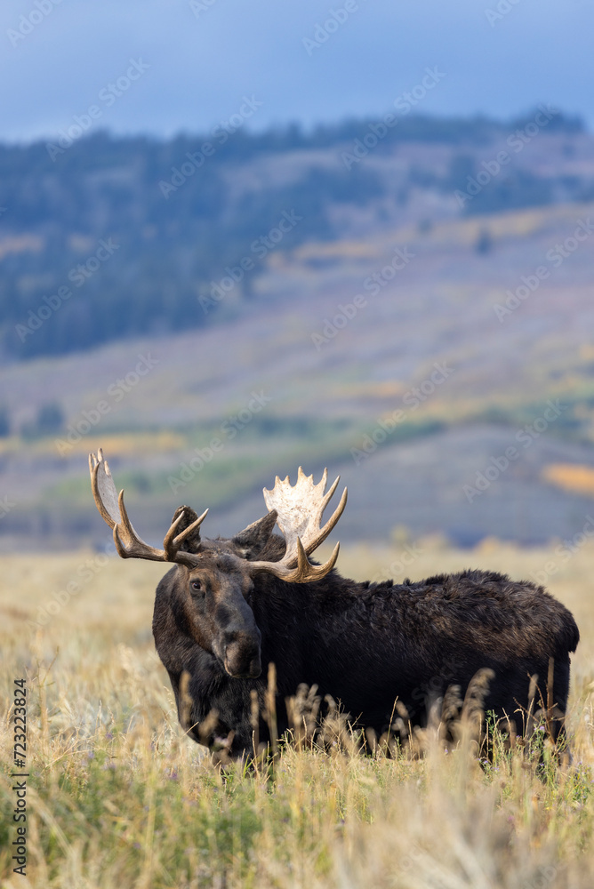 Bull Moose in Autumn in Grand Teton National Park Wyoming