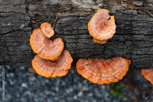 Wood mushrooms grow on dead trees, Pycnoporus sanguineus is an orange or brown rotting saprobic fungus. Mushrooms that grow throughout the tropics and subtropics, usually grow on dead hardwood.