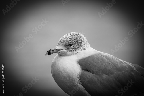 seagull on a rock (B&W) (ID: 723227491)