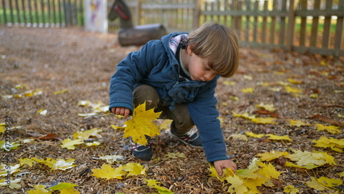One small boy picking yellow leaves from public park ground during autumn season. Child wearing blue jacket plays and runs with foliage in hand during fall day