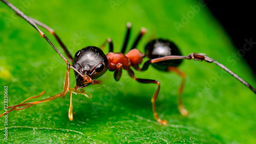 Macrophotography of an ant on a plant leaf