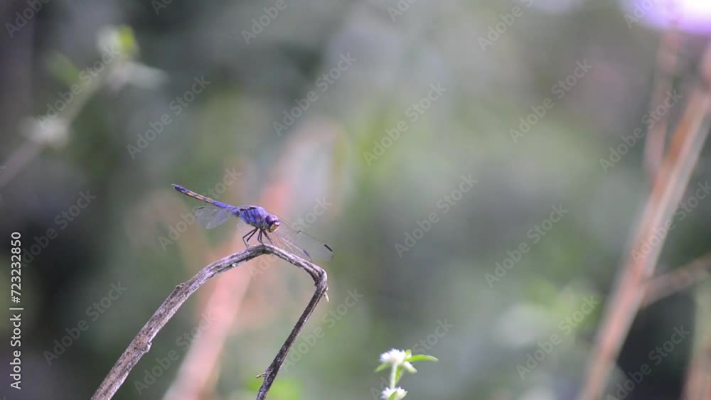 a dragonfly perched on a dry branch a dragonfly perched on a dry branch