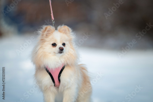 Portrait of a beautiful purebred spitz on a walk in the snow. © shymar27