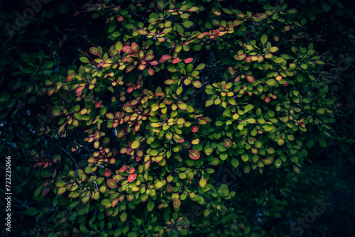 A close up of red and green Barberry bush leaves