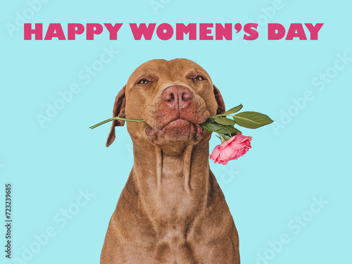 Happy Women's Day. Lovable, pretty brown dog and a bouquet of flowers. Closeup, indoors, studio shot. Congratulations for family, loved ones, relatives, friends and colleagues. Pet care concept