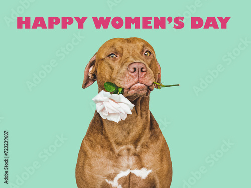 Happy Women's Day. Lovable, pretty brown dog and a bouquet of flowers. Closeup, indoors, studio shot. Congratulations for family, loved ones, relatives, friends and colleagues. Pet care concept