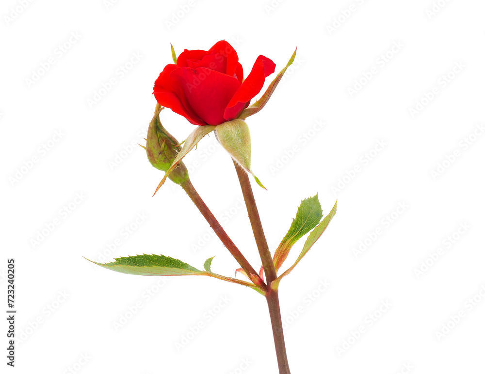 Red rose isolated on white background, Rosa sp Red rose isolated on white background, Rosa sp