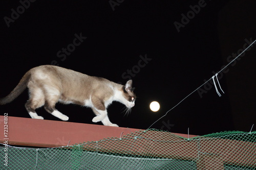 cat on the roof