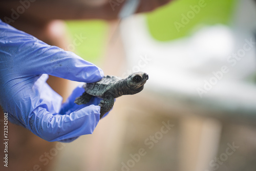 Baby green turtle in conservationist's hands photo