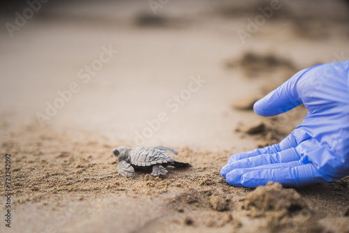 Green Sea Turtle Hatchling Guided to Sea by anonymous person's hand photo