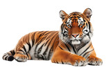Majestuosidad Salvaje: El Tigre de Bengala