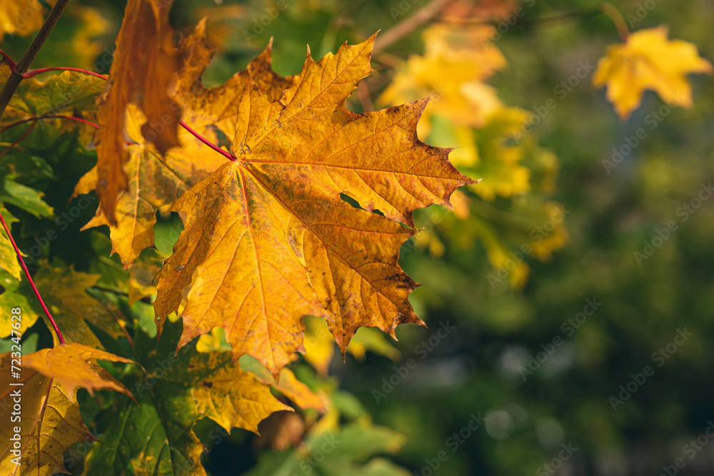 First yellow leaves hang on tree branch among nature background of green forest First yellow leaves hang on tree branch among nature background of green forest