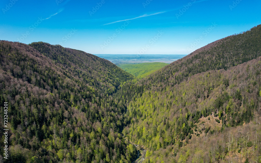 Aerial drone view above the tree crowns of a beech and coniferous forest during springtime. All the leaves are green, the vegetation is bursting. Sky is blue above the horizon. Carpathia, Romania.