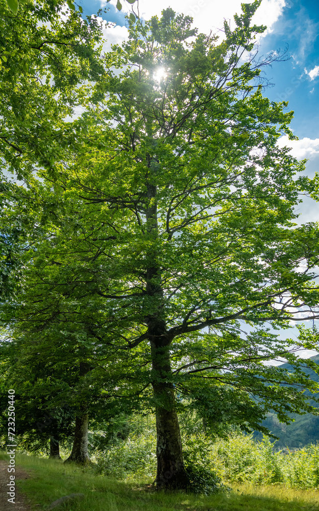 A beech forest with blooming leaves. Summertime. The trees and their leaves are bright green. Luxuriant vegetation in Carpathia, Romania. Sun is hiding behind a majestic beech tree. 