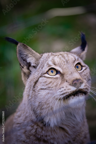 Luchs