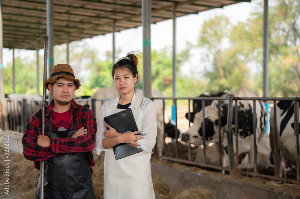 Asian farmer Work in a rural dairy farm outside the city,Young people with cow Asian farmer Work in a rural dairy farm outside the city,Young people with cow
