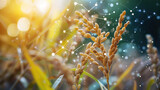 genetic researcher, seed research Modification of rice grains biotechnology genetic modification.