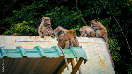 Familia de monos en el templo de la cueva del tigre, Tailandia photo
