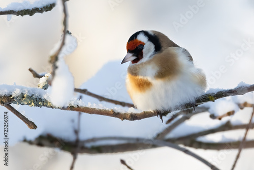 European goldfinch © Risto