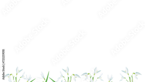 Floral frame of spring flowers - snowdrops isolated on a white background. Springtime concept. Long banner. top view, minimalism